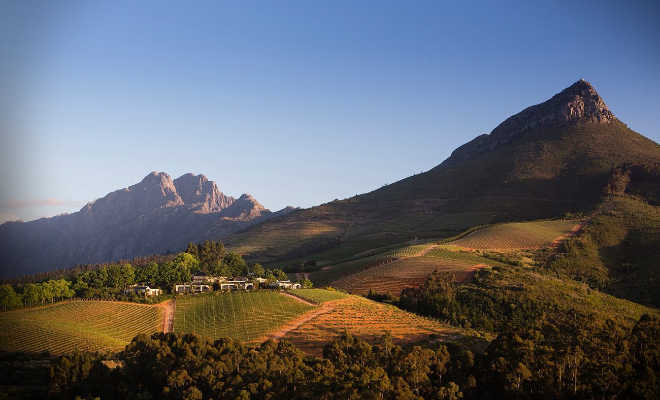 Vineyard South Africa