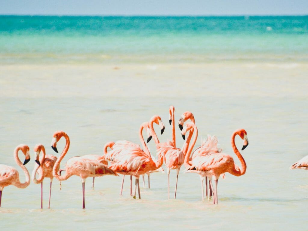 Holbox, Flamingo Paradise