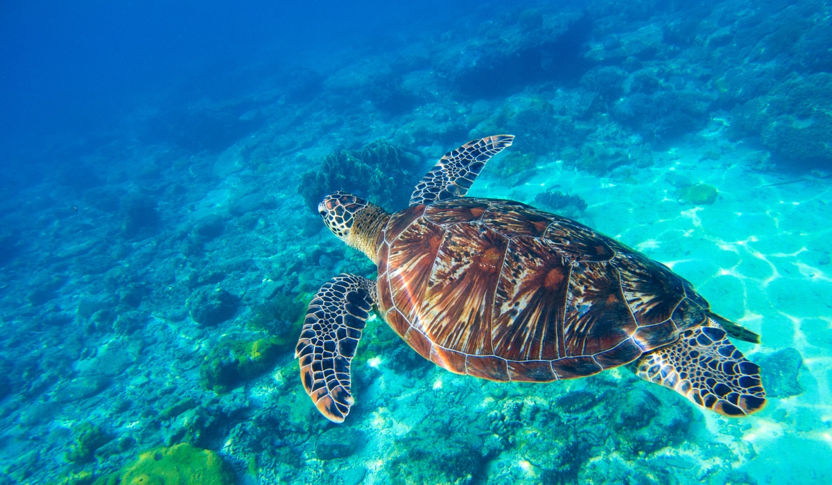 Swim with Turtles at Playa Akumal